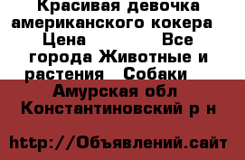 Красивая девочка американского кокера › Цена ­ 35 000 - Все города Животные и растения » Собаки   . Амурская обл.,Константиновский р-н